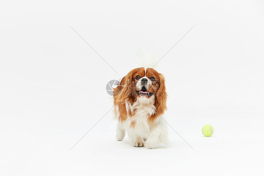 萌宠查理王犬和主人玩网球图片