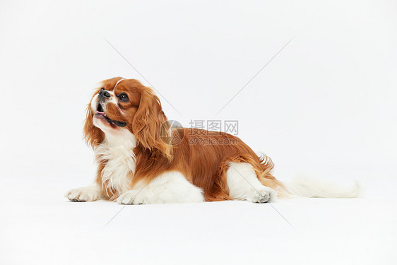 可爱的宠物狗查理王犬图片