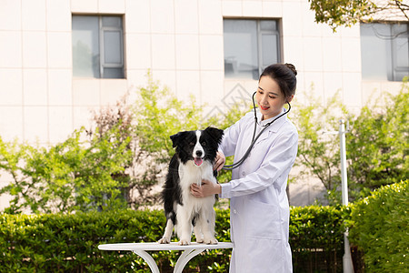 女性宠物医生给牧羊犬做检查图片