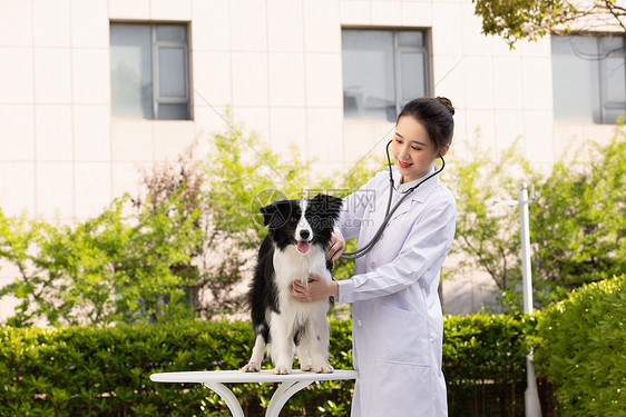 女性宠物医生给牧羊犬做检查图片