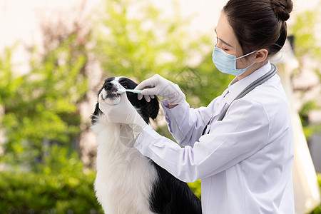 戴口罩的女性宠物医生给牧羊犬刷牙图片