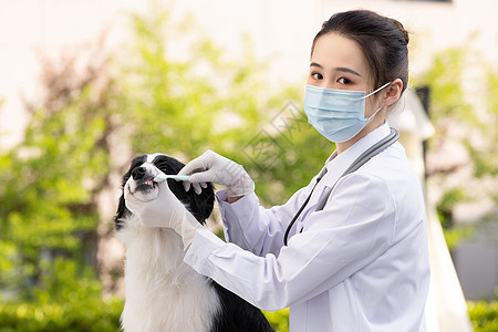 戴口罩的女性宠物医生给牧羊犬刷牙图片