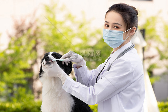 戴口罩的女性宠物医生给牧羊犬刷牙图片