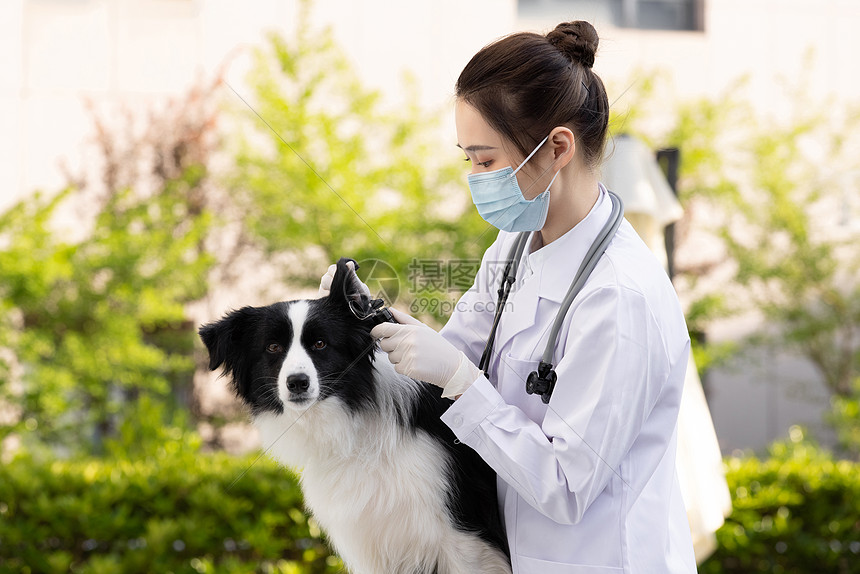 戴口罩的女性宠物医生给牧羊犬做体检图片