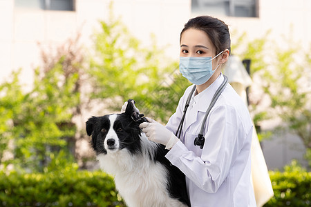 戴口罩的女性宠物医生给牧羊犬做体检图片