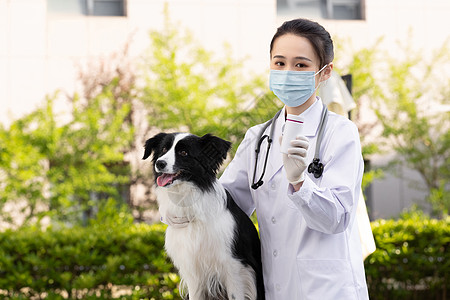 戴口罩的女性宠物医生给牧羊犬做体检图片