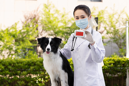 女性宠物医生拿药品给牧羊犬体检图片