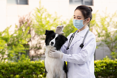 戴口罩的女性宠物医生给牧羊犬打疫苗背景图片