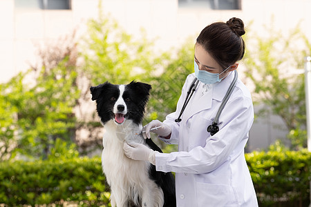 戴口罩的女性宠物医生给牧羊犬打疫苗背景图片