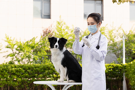 戴口罩的女性宠物医生给牧羊犬打针图片