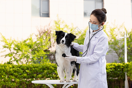 戴口罩的女性宠物医生给牧羊犬做体检图片