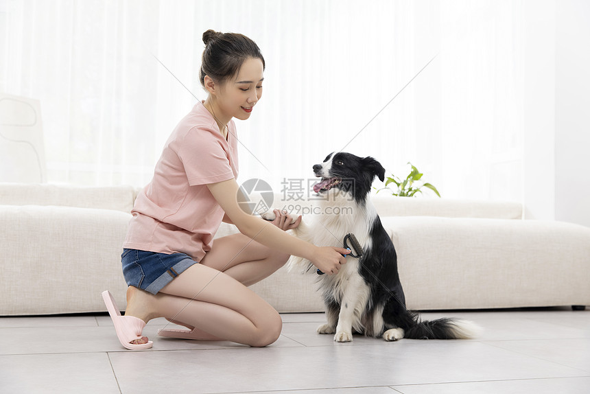 美女和宠物牧羊犬练习握手图片