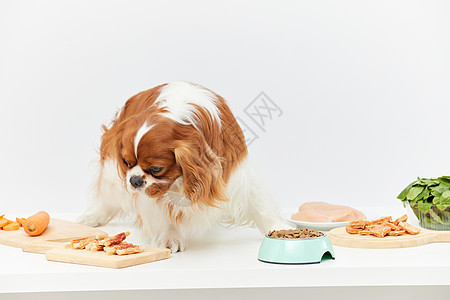 宠物狗健康饮食生活图片
