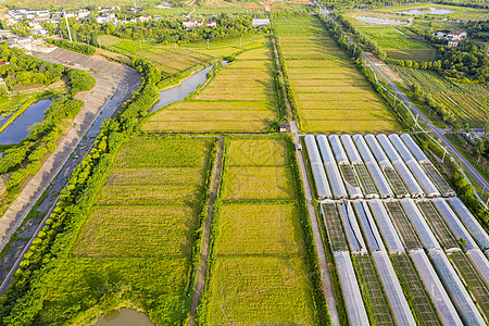 航拍农业稻田图片