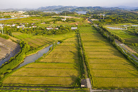 航拍农业稻田图片