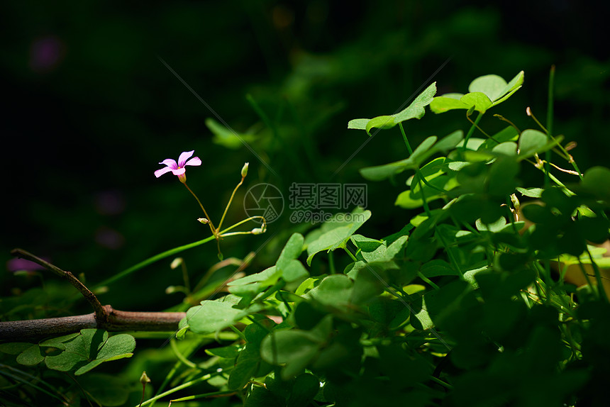 深山里阳光下的草本植物图片