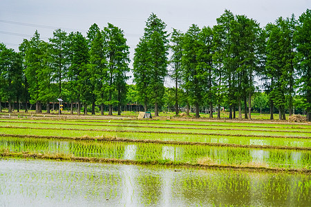 芒种水稻田图片