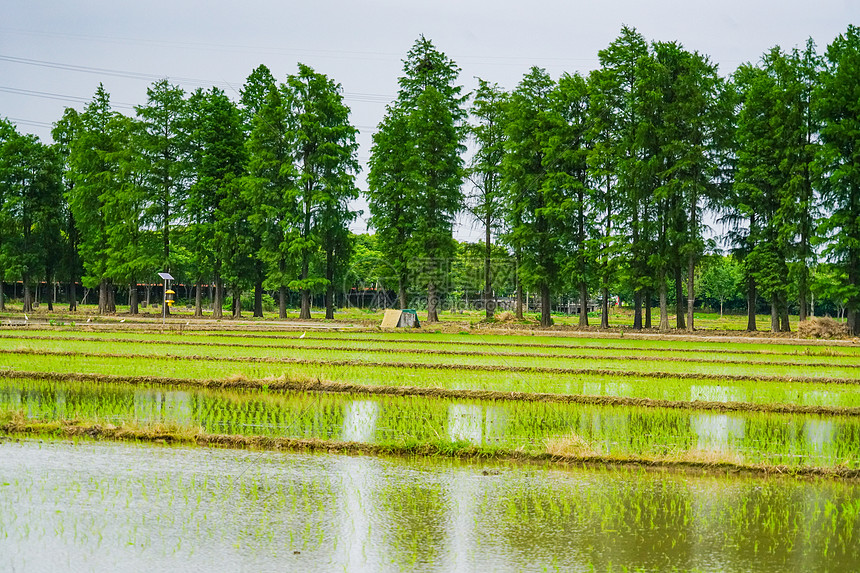 芒种水稻田图片