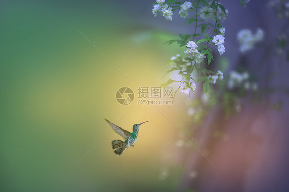 花卉蜂鸟图片