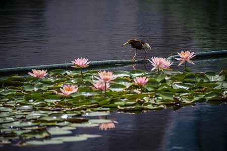 池鹭欣赏睡莲花图片