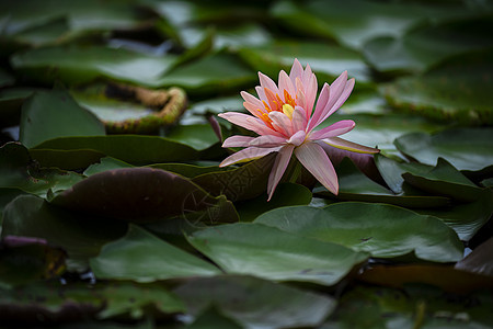 睡莲花图片