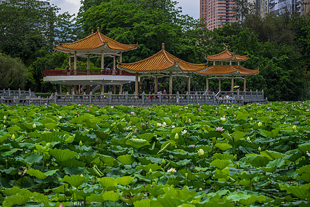 荷花深圳洪湖公园背景