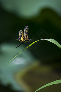 彩裳蜻蜓图片
