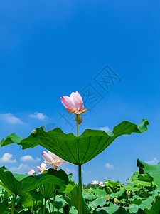 清新蓝天夏日荷花背景