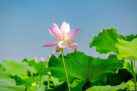 手绘夏日荷花夏日荷花背景