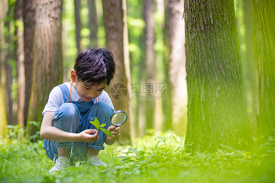 小男孩使用放大镜观察植物图片
