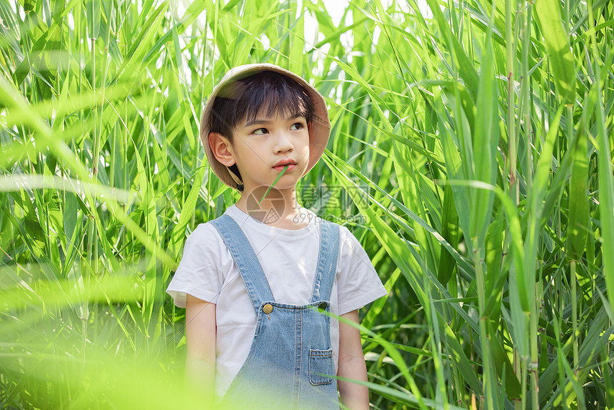 在芦苇丛中玩耍的小男孩图片