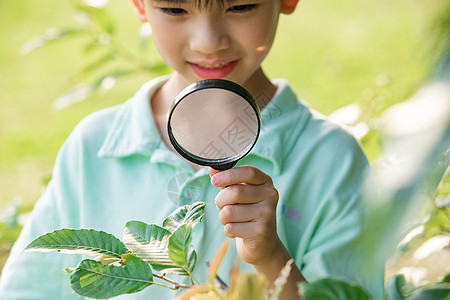 用放大镜观察树叶的小男孩图片