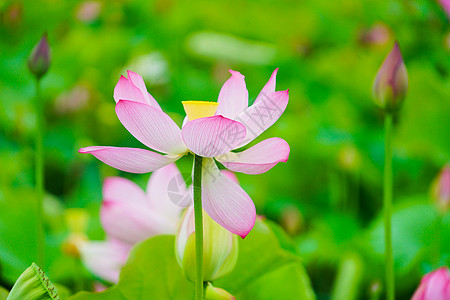 盛开的莲花图片