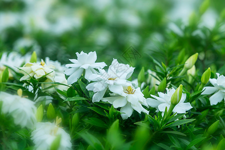 白色和绿色栀子花清新花开背景
