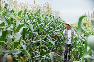 农民在地里观察玉米图片