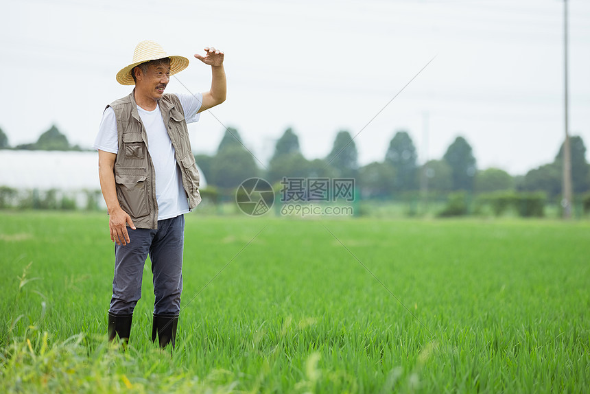 走在水稻间的农民伯伯图片