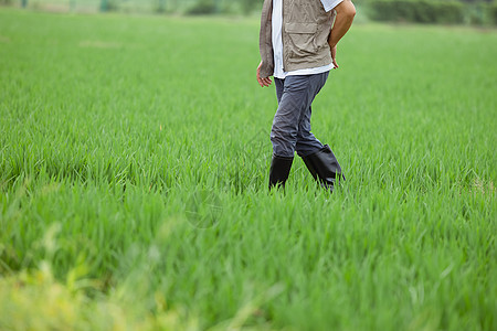 大米水稻走在水稻间的农民伯伯背景