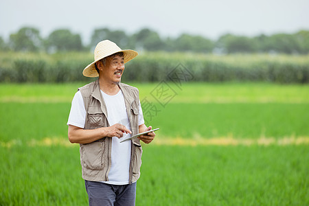 走在水稻间的农民图片