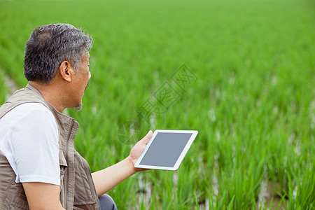 大米水稻科学种植的农民背景