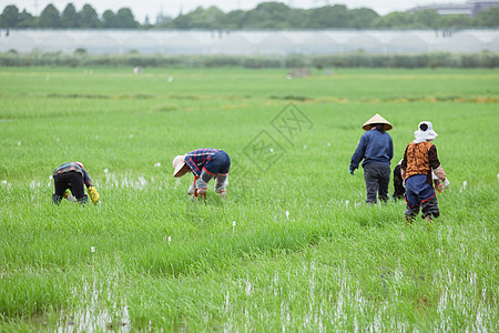 水稻播种插秧耕种的农民远景背景