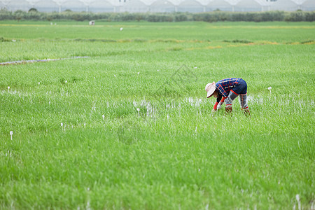 农田插秧插秧耕种的农民远景背景