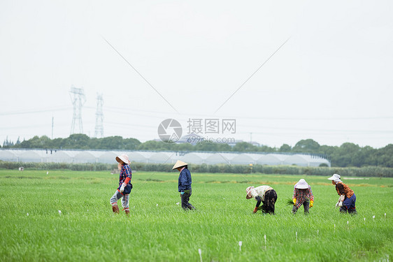插秧耕种的农民远景图片
