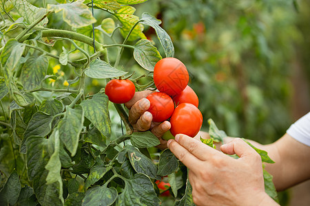 蔬菜产地成熟的西红柿特写背景