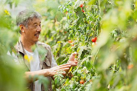 在蔬菜大棚观察农作物番茄的农民图片