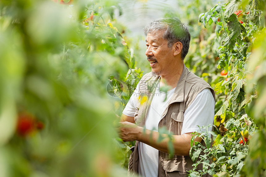 在蔬菜大棚种植蔬菜的农民大叔图片