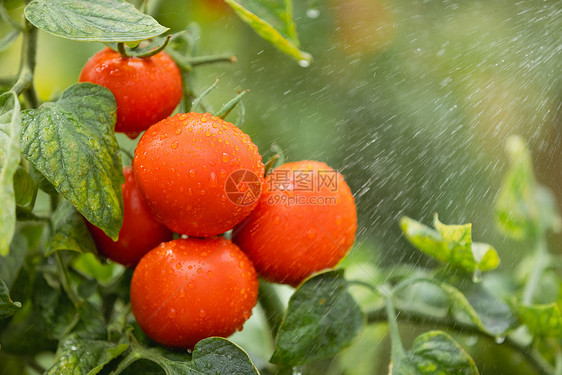 成熟的西红柿特写图片