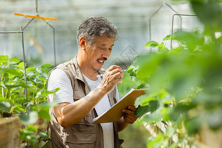 农民在蔬菜大棚观察记录植物状态图片