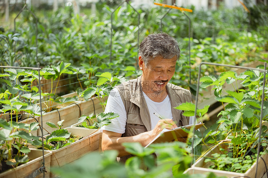 农民在蔬菜大棚观察记录植物状态图片