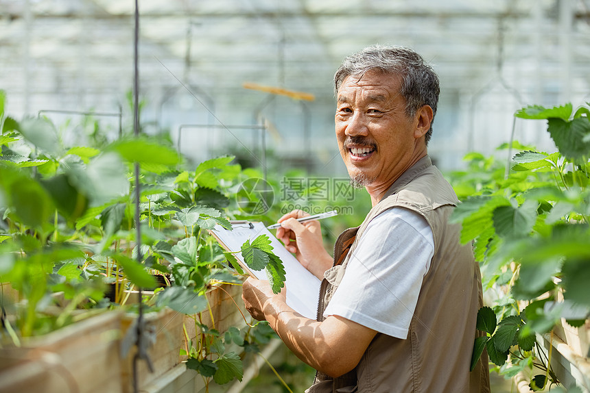 在蔬菜大棚种植蔬菜的农民大叔图片