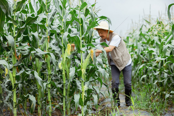 玉米地里的农民形象图片